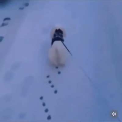 The way this dog walks