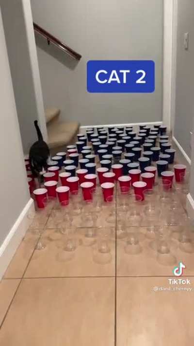 I deeply relate to cat #3