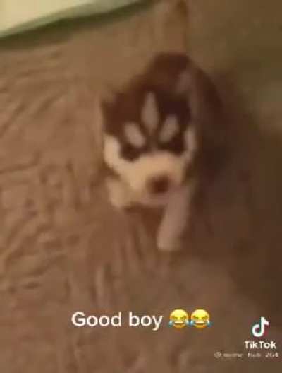 What da dog doin💀💀