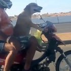 Driving doggo