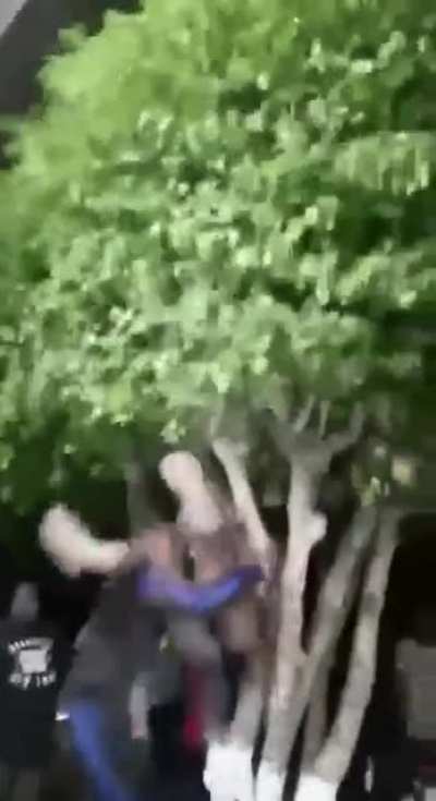 I call this position, the tree shaker.
