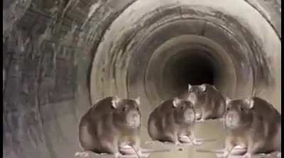 Rats vibin