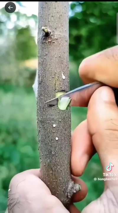 Some tree grafting techniques