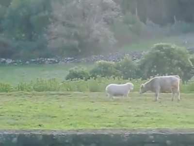 Ram takes on a bigger foe