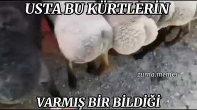 LDFMP<wbr>CMDPX<wbr>MDPSN<wbr>DLDNS