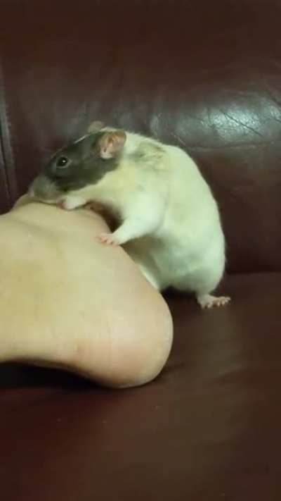 Onyx likes feet