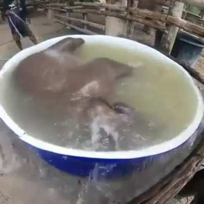 Bath time