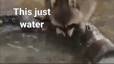 Poor raccoon lost his candy