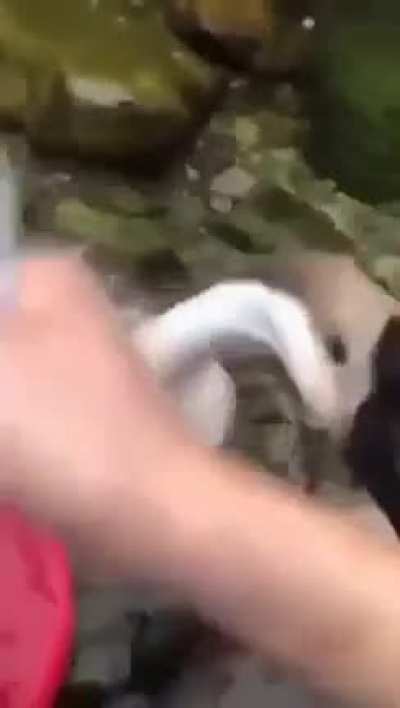 Ибо нехуй