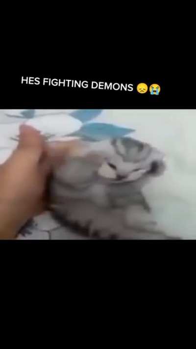Cat memes