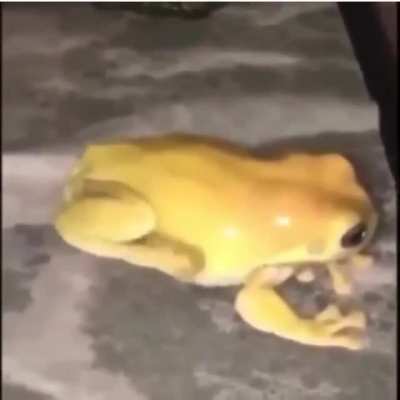 Frog goes aaaa