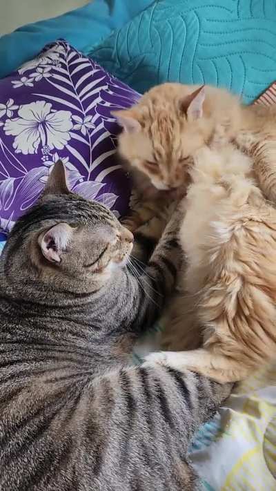 KneadyCats