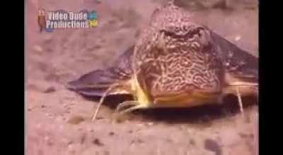 Sea Robins have 6 crab-like legs that let them walk on the seafloor