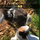My friends baby goat thought the cat touched him.