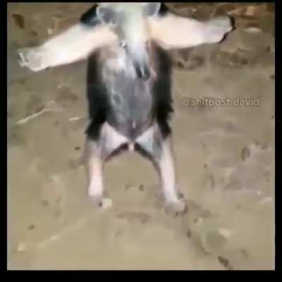T