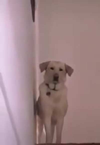 Woof