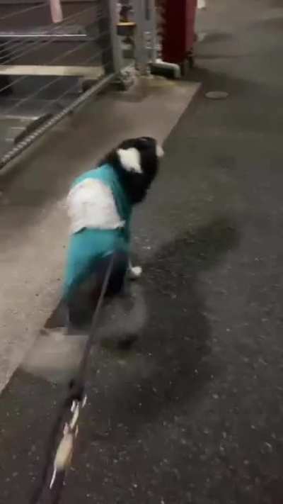 Happy tail dance