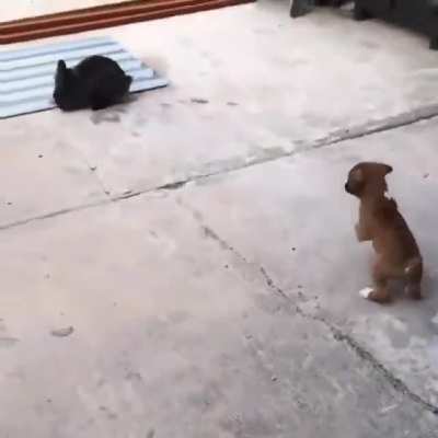 Hop Hop Hop