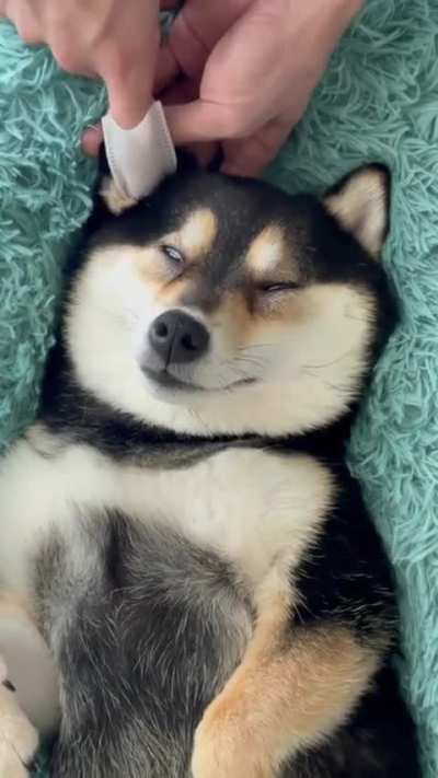 most pampered dog