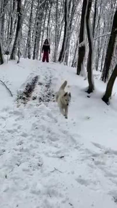 His first time seeing snow. After he fell on his face he proceeded to do it again. 6 more times.