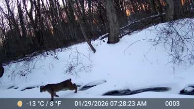Bobcat on the edge of our property