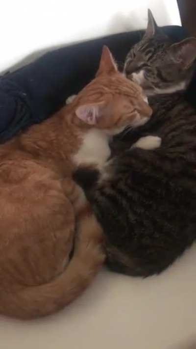 Thanks for all of the love! As promised here’s an early video. I think this is week 3 after they appeared. Much better with the sound on, they had such little motors even then.