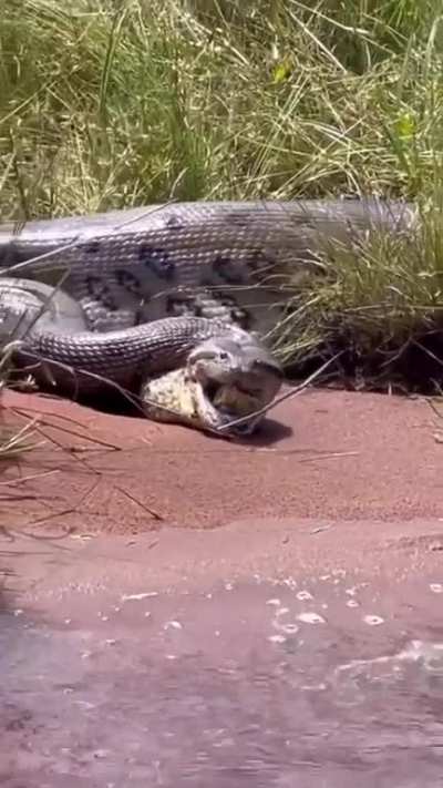 Green anaconda regurgitates smaller anaconda who is alive.