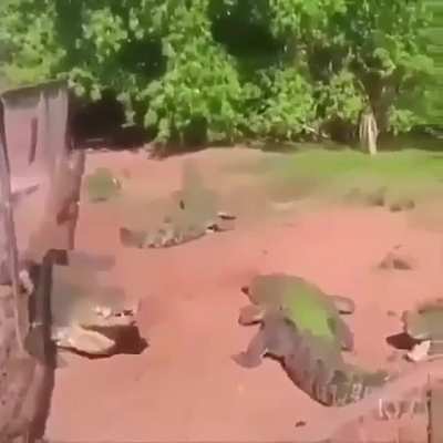 feeding time