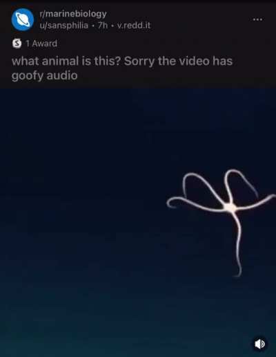 brittle star rule
