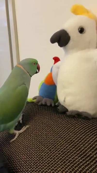 Having a conversation with his toy friend