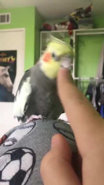 Borb screm