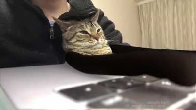 Office cat. Source:🐦 @CatNaviDesk
