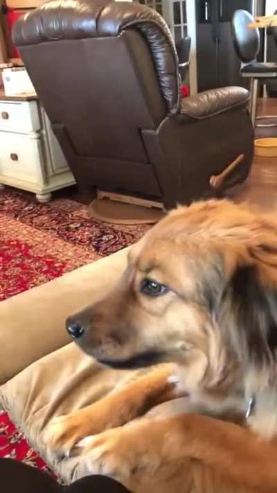 You're gonna pet me next, right?