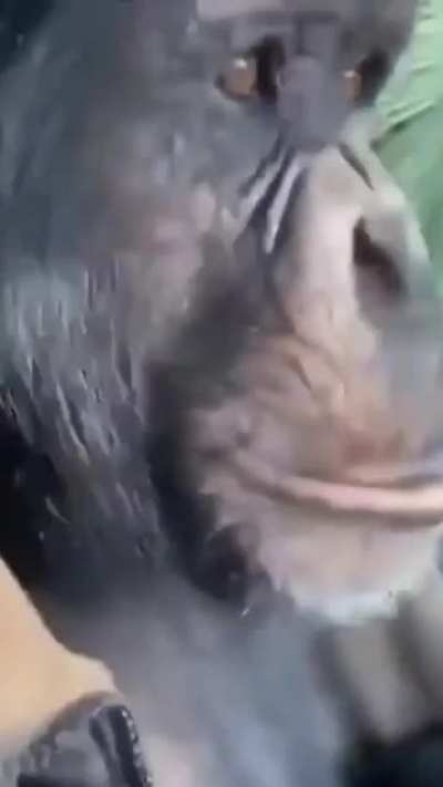 Song From This Monke Meme