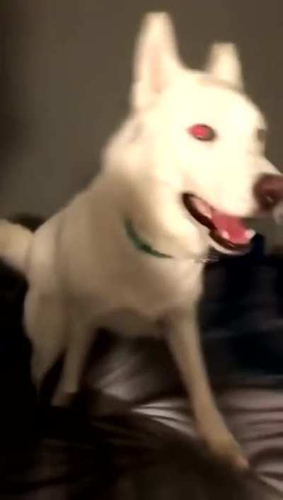 Who Called For A Good Boy?