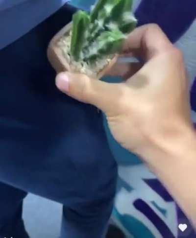 Cactus in pocke- AAAAAAAAAAAAAAAAAAAA