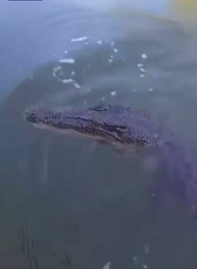 Crocodile changes his mind about his next meal.