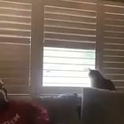 Cat doing cat things