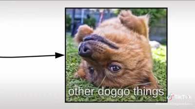 Doggie
