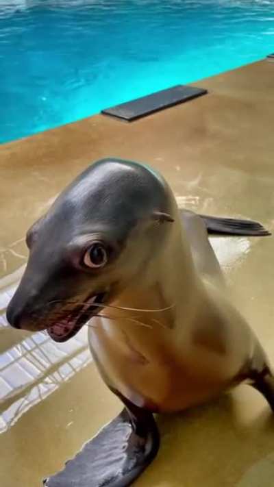Калифорнийский морской лев (Zalophus californianus)
