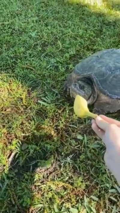 Woman is viciously attacked by a turtle 