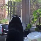 Angry Cat