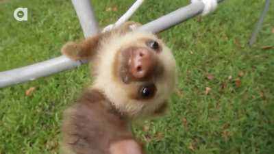 Beby Sloth