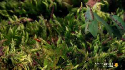 Mantis feels the burn from a Bombardier Beetle. No sound but you can see it.