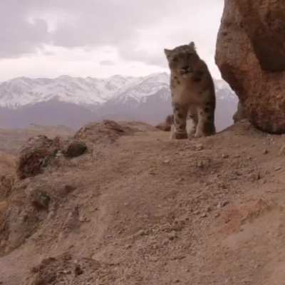 🔥 Snow Leopard sees wildlife cam then decides to roll over.