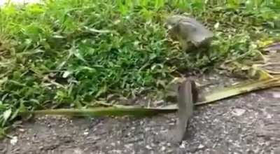 🔥 Climbing Perch fish can survive out of water up to 10 hours 🐟