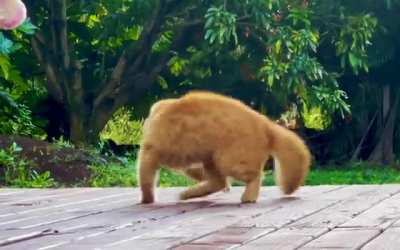 Leo MacBearbutt