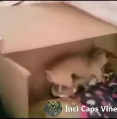 Pompalamasyon köpek