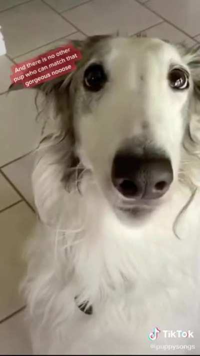 Sure, your dog might be cool. But do they have their own OST?