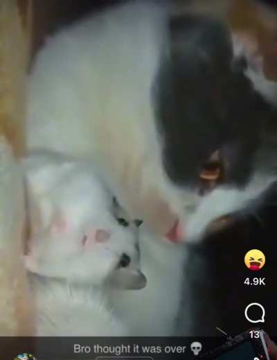 Poor hamster
